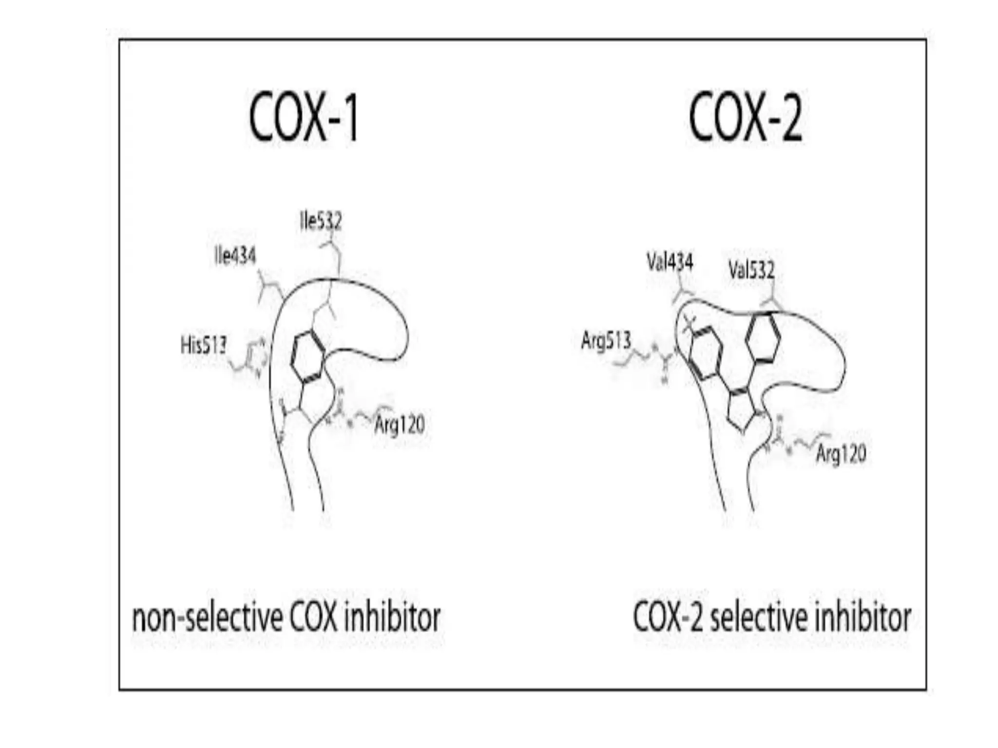 Selective cox 2 inhibitors design by siddharth | PPTX