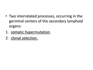 • Two interrelated processes, occurring in the
germinal centers of the secondary lymphoid
organs:
1. somatic hypermutation.
2. clonal selection.

 