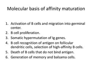 Molecular basis of affinity maturation
1. Activation of B cells and migration into germinal
center.
2. B cell proliferation.
3. Somatic hypermutation of Ig genes.
4. B cell recognition of antigen on follicular
dendritic cells, selection of high-affinity B cells.
5. Death of B cells that do not bind antigen.
6. Generation of memory and balsama cells.

 