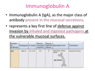 Immunoglobulin A
• Immunoglobulin A (IgA), as the major class of
antibody present in the mucosal secretions.
• represents a key first line of defense against
invasion by inhaled and ingested pathogens at
the vulnerable mucosal surfaces.

 