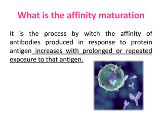 What is the affinity maturation
It is the process by witch the affinity of
antibodies produced in response to protein
antigen increases with prolonged or repeated
exposure to that antigen.

 