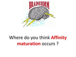Where do you think Affinity
maturation occurs ?

 