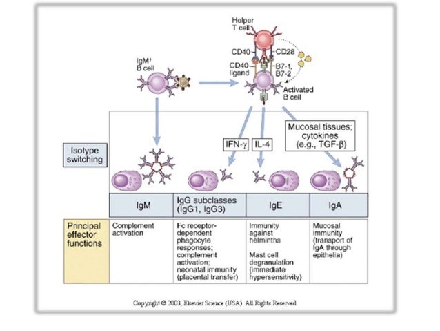 Selective igA deficiency