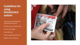 Guidelines for
using
FAMACHA©
system
Use proper scoring technique:
COVER-PUSH-PULL-POP
No half scores: use paler scores
Score in natural light
Score both eyes
Check at appropriate intervals.
Replace card, as necessary
 