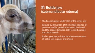  Bottle jaw
(submandibular edema)
Fluid accumulates under skin of the lower jaw
Caused by disruption of the normal balance of
pressure and/or proteins between the blood
and the spaces between cells located outside
the blood vessels.
Barber pole worm is the most common cause
of bottle jaw in goats and sheep.
 