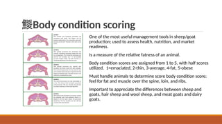 Body condition scoring
One of the most useful management tools in sheep/goat
production; used to assess health, nutrition, and market
readiness.
Is a measure of the relative fatness of an animal.
Body condition scores are assigned from 1 to 5, with half scores
utilized. 1=emaciated, 2-thin, 3-average, 4-fat, 5-obese
Must handle animals to determine score body condition score:
feel for fat and muscle over the spine, loin, and ribs.
Important to appreciate the differences between sheep and
goats, hair sheep and wool sheep, and meat goats and dairy
goats.
 