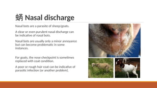  Nasal discharge
Nasal bots are a parasite of sheep/goats.
A clear or even purulent nasal discharge can
be indicative of nasal bots.
Nasal bots are usually only a minor annoyance
but can become problematic in some
instances.
For goats, the nose checkpoint is sometimes
replaced with coat condition.
A poor or rough hair coat can be indicative of
parasitic infection (or another problem).
 
