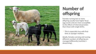 Number of
offspring
Females nursing two or more
offspring usually have higher fecal
egg counts and are more susceptible
to the effects of internal parasites
than those with single births.
◦ This is especially true with first-
time or younger mothers.
Ideally, females carrying and nursing
different numbers of offspring are
managed differently (nutrition +
deworming).
 