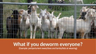 What if you deworm everyone?
(Example: periparturient ewes/does and lambs/kids at weaning)
 