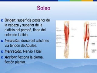  Origen: superficie posterior de
  la cabeza y superior de la
  diáfisis del peroné, línea del
  soleo de la tibia.
 Inserción: dorso del calcáneo
  vía tendón de Aquiles.
 Inervación: Nervio Tibial

 Acción: flexiona la pierna,
  flexión plantar.
 