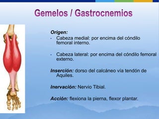Origen:
• Cabeza medial: por encima del cóndilo
  femoral interno.

•   Cabeza lateral: por encima del cóndilo femoral
    externo.

Inserción: dorso del calcáneo vía tendón de
   Aquiles.

Inervación: Nervio Tibial.

Acción: flexiona la pierna, flexor plantar.
 