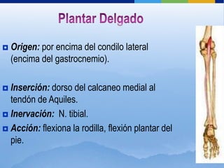    Origen: por encima del condilo lateral
    (encima del gastrocnemio).

 Inserción: dorso del calcaneo medial al
  tendón de Aquiles.
 Inervación: N. tibial.

 Acción: flexiona la rodilla, flexión plantar del
  pie.
 