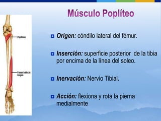    Origen: cóndilo lateral del fémur.

   Inserción: superficie posterior de la tibia
    por encima de la línea del soleo.

   Inervación: Nervio Tibial.

   Acción: flexiona y rota la pierna
    medialmente
 