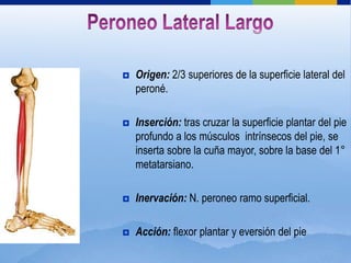    Origen: 2/3 superiores de la superficie lateral del
    peroné.

   Inserción: tras cruzar la superficie plantar del pie
    profundo a los músculos intrínsecos del pie, se
    inserta sobre la cuña mayor, sobre la base del 1°
    metatarsiano.

   Inervación: N. peroneo ramo superficial.

   Acción: flexor plantar y eversión del pie
 