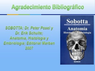 Musculos de la Pierna