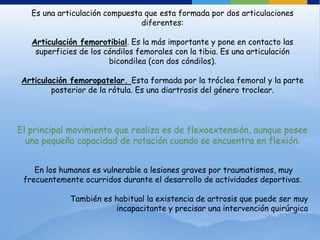 Es una articulación compuesta que esta formada por dos articulaciones
                                diferentes:

   Articulación femorotibial. Es la más importante y pone en contacto las
    superficies de los cóndilos femorales con la tibia. Es una articulación
                        bicondilea (con dos cóndilos).

Articulación femoropatelar. Esta formada por la tróclea femoral y la parte
        posterior de la rótula. Es una diartrosis del género troclear.




El principal movimiento que realiza es de flexoextensión, aunque posee
  una pequeña capacidad de rotación cuando se encuentra en flexión.


    En los humanos es vulnerable a lesiones graves por traumatismos, muy
 frecuentemente ocurridos durante el desarrollo de actividades deportivas.

             También es habitual la existencia de artrosis que puede ser muy
                        incapacitante y precisar una intervención quirúrgica
 
