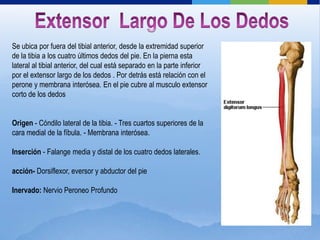 Se ubica por fuera del tibial anterior, desde la extremidad superior
de la tibia a los cuatro últimos dedos del pie. En la pierna esta
lateral al tibial anterior, del cual está separado en la parte inferior
por el extensor largo de los dedos . Por detrás está relación con el
perone y membrana interósea. En el pie cubre al musculo extensor
corto de los dedos


Origen - Cóndilo lateral de la tibia. - Tres cuartos superiores de la
cara medial de la fíbula. - Membrana interósea.

Inserción - Falange media y distal de los cuatro dedos laterales.

acción- Dorsiflexor, eversor y abductor del pie

Inervado: Nervio Peroneo Profundo
 