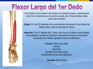 Cruza toda la cara posterior de la pierna, es bastante grueso y relativamente
 corto. En su trayectoria se encuentra cruzado con el músculo flexor largo
                            común de los dedos.

Origen: En los 2/3 inferiores de la cara posterior del peroné.Cruza detrás del
                maleolo tibial y toda la cara plantar interna.

Insercion: En la 3ª falange del 1º dedo. Se cruza con el flexor común debajo
  del escafoides y ambos se refuerzan mutuamente. Ambos se encuentran
           favorecidos por calzado ajustado a los arcos plantares.

                        Funcion: Flexor del tobillo.
                                  Aductor.
                                 Supinador.
                        Dorsiflexor del dedo gordo.
                    Estabilizador de los arcos plantares.

                           Inervado: Nervio Tibial
 