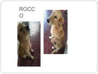 ROCC
O
 