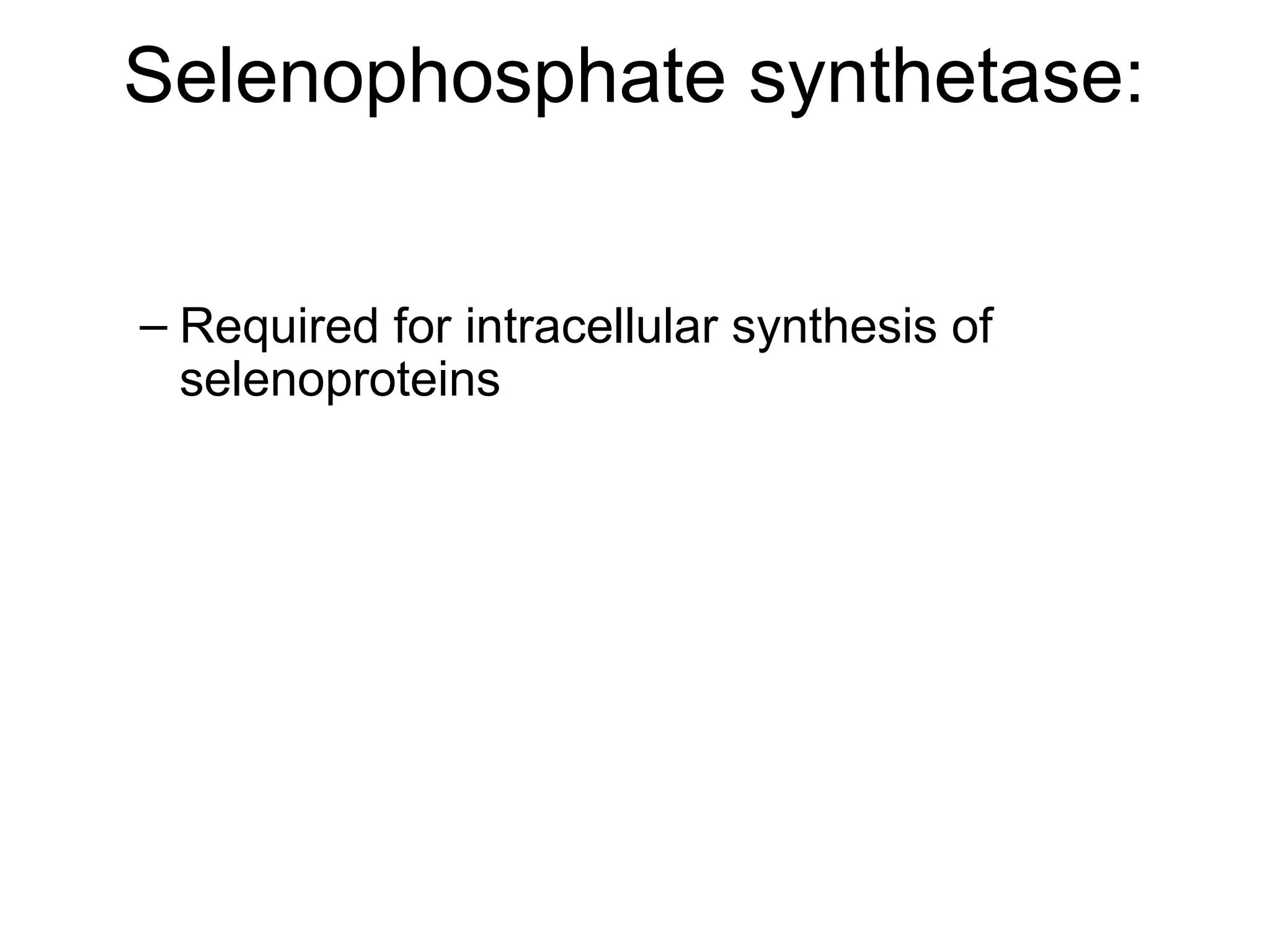 Selenophosphate synthetase:
– Required for intracellular synthesis of
selenoproteins
 