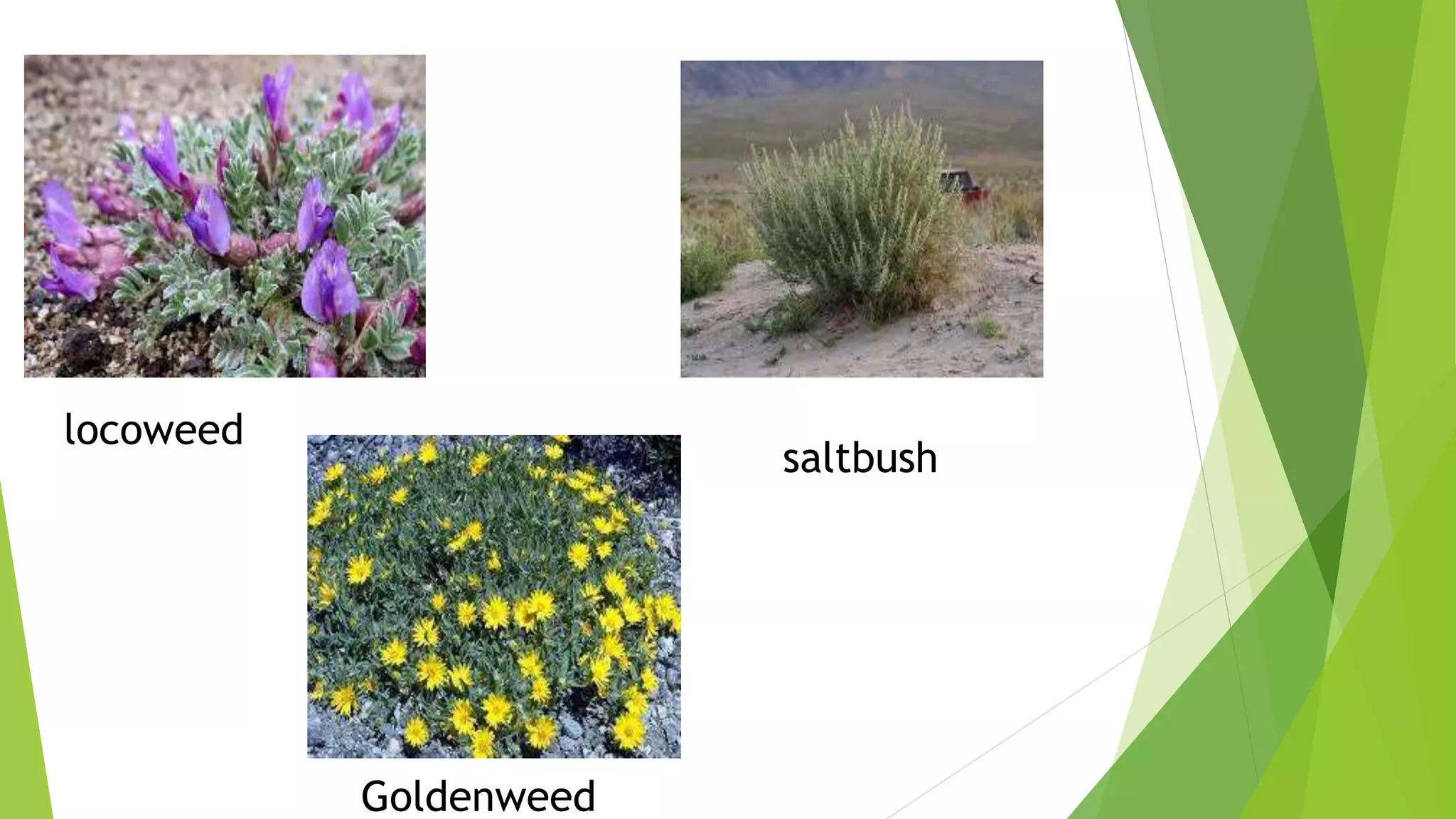 locoweed
saltbush
Goldenweed
 