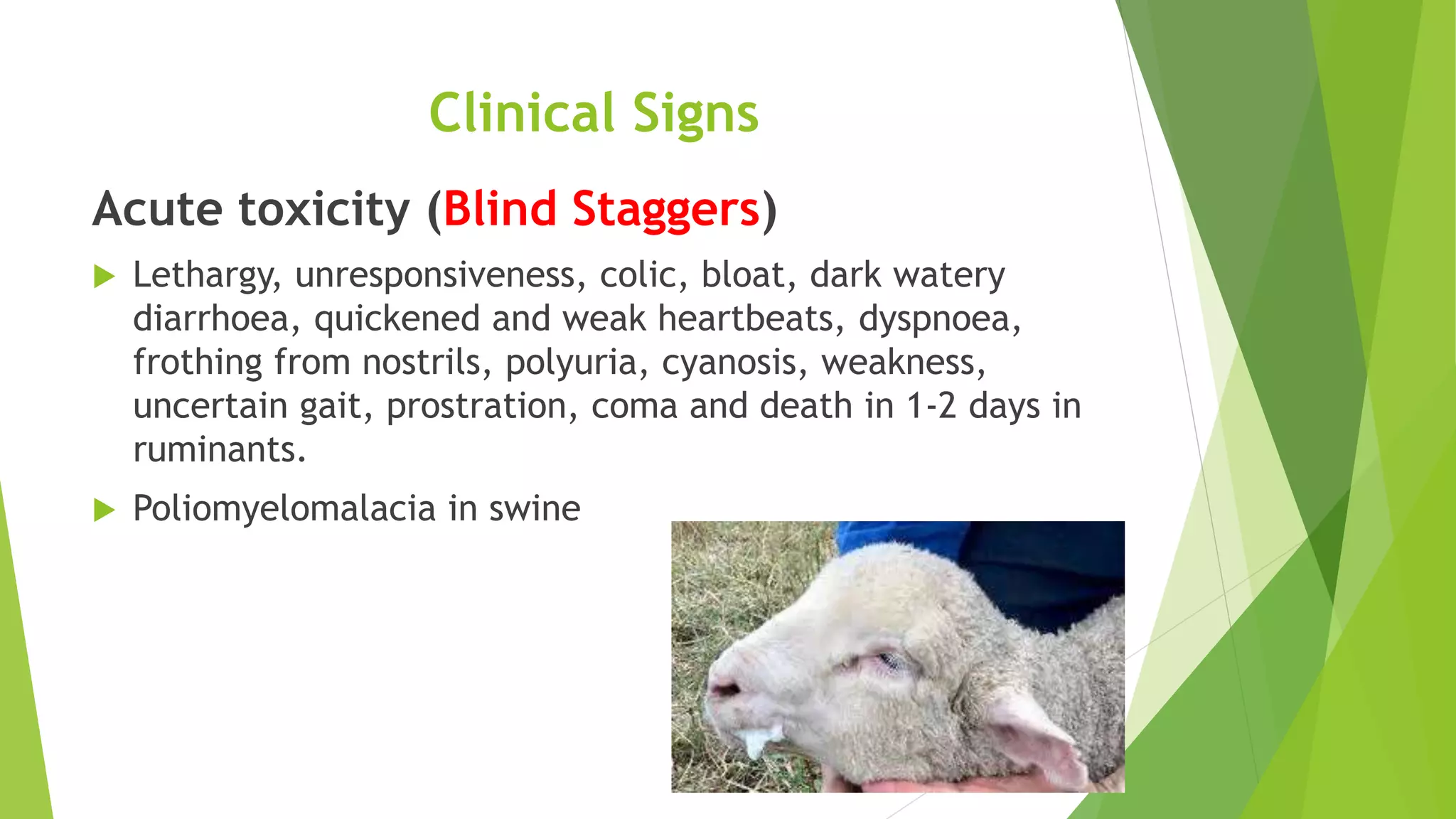 Clinical Signs
Acute toxicity (Blind Staggers)
 Lethargy, unresponsiveness, colic, bloat, dark watery
diarrhoea, quickened and weak heartbeats, dyspnoea,
frothing from nostrils, polyuria, cyanosis, weakness,
uncertain gait, prostration, coma and death in 1-2 days in
ruminants.
 Poliomyelomalacia in swine
 