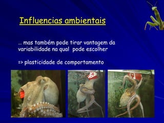 O que é a variação genética?
Amplitude (variância) dos fenótipos
Arranjos diferentes dos cromossomas (citogenética)
Diferencias da seqüência de DNA entre os indivíduos
Eletroforese--> electromorfos = alozimas
Índices da variabilidade dentro de populações
 – Heterocigosidade = proporção dos indivíduos que são
   indivíduos que são heterozigóticos, como média de todos
   os locos genéticos
 – Polimorfismo = proporção dos locos dentro da população
   que é polimórfica (com dois ou mais alelos, e mais
   freqüentemente é <95% dos alelos totais)
 