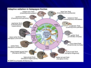 Implicações:

3. As seqüências adaptivas de genes
   ocorrem em qualquer lugar
 