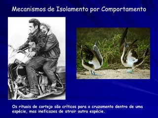 Dinâmica da Especiação – Gradualismo ou
Equilíbrio Pontuado?




 O equilíbrio pontuado
 apresenta uma           a
 interpretação melhor
 da dinâmica de
 especiação.



                                   Equilíbrio
                                   pontuado
 