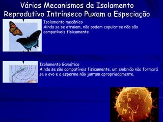 A Evolução Cria Organismos Perfeitos?


Não, somente cria organismos
melhores por que a evolução é
restrita pela historia e
estremecida pelos eventos
aleatórios.


Essencialmente, cada organismo da
Terra é uma parte significante da
soma de acidentes.
 