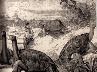 As Extinções em Massa Ocorrem
 