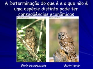 Caderneta de Darwin – Primeira árvore filogenética
 