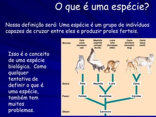 Como Classificamos os Organismos?
   Idealmente, uma classificação se baseia nas relações evolutivas
   entre os organismos.

   A relação evolutiva entre os organismos é sua filogenia.

A cladística é o método
de classificação a base
da procura de filogenias
(de determinar a
relação evolutiva).

A cladística procede ao
comparar os atributos
compartilhados
ancestrais e derivados
entre conjuntos de
organismos.
 