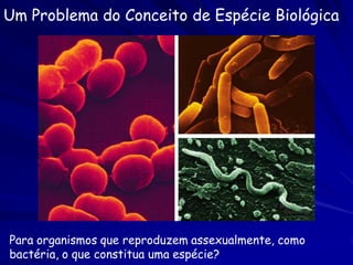 Copyright © The McGraw-Hill Companies, Inc. Permission required for reproduction or display.


                                        Equus
                                                             Hippidium and other genera


       Fig. 1.12 (TE Art)        Styohipparion    Nannipus

                                            Neohipparion
                                                        Pliohippus
                                    Hipparion


      Hypohippus                   Megahippus
                                                                                                       Callipus
                                                   Archaeohippus
                                                                           Merychippus
 Anchitherium                     Hypohippus



                                                                            Parahippus


                                    Miohippus

                                  Mesohippus

 Paleotherium                                            Epihippus
Propalaeotherium

Pachynolophus                       Orohippus



            Hyracotherium
 