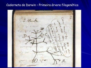 Conceitos Filogenéticos:
     Homologia e Homoplasia
                Pelo?         Asas?
Morcego                                                    + asas
                                                  + pelo            morcego

Macaco                                Sem pelo                      macaco
                                      Sem asas
                                                                    gavião
Gavião                                               + asas
         Homologia:          Homoplasia:
     identidade devido    Identidade a pesar de
    ao ancestral comum     ancestral separado
      (sinal evolutivo)     (ruído evolutivo)
 
