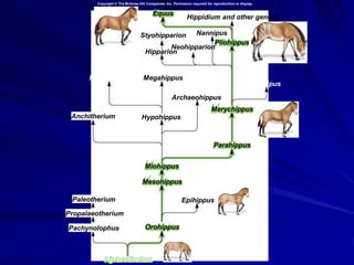 Testando Árvores
Princípio básico:
                                            A                   C
 Ramos compridos  Sinal evolutivo forte
                                            B                   D

                                                A           C
 Ramos curtos  Sinal evolutivo fraco
                                                B           D

                                                A       C
 Ramos de comprimento zero  Nenhum sinal
 evolutivo                                          B   D
 