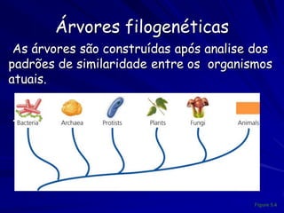 Resultados de Análise Cladística As Vezes Difere
     de Esquemas Clássicas de Classificação
Qual par tem mais parentesco? Lagarto / crocodilo ou
ave / crocodilo?




 A análise cladística indica que o par ave / crocodilo tem
 mais parentesco do que lagarto / crocodilo..
 