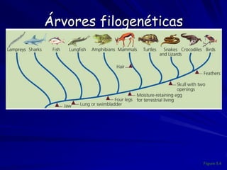 Extinção
 Extinção é o sumiço de uma espécie da face
da Terra.

 O tempo médio de existência de uma
espécie na Terra é ~1–10 milhões de anos.
As espécies atuais na Terra = o número
formado pela especiação menos o número
retirado pela extinção.
 