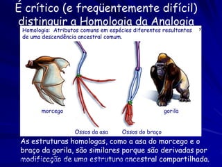 Extinção e diversificação


1. 99% das espécies estão extintas
 