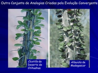 Extinção e diversificação


1. 99% das espécies estão extintas
2. Aumento da diversidade após grandes extinções
3. Regularidades:
       • Diversidade similar nos últimos 300 milhões de
       anos
       • Comunidades ecológicas similares as atuais
       • Distribuições de abundância similares
 