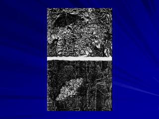 Sobrevivência pessoal e genética
Um organismo que vive mais do que outros, mas
 que não deixa nenhuma prole, é um morto
 genético vivo.




Por isso, o que realmente importa na evolução
  não é a sobrevivência pessoal, mas a
  sobrevivência dos genes.
  – É por via dos genes que as gerações futuras (e
    assim a evolução da espécie) mudarão.
 