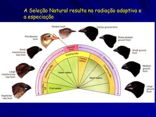 Aptidão Relativo
Numa forma mais quantitativa da seleção natural, os geneticistas de
   populações definam o aptidão relativo como a contribuição de um
   genótipo a próxima geração comparada as contribuições dos
   genótipos alternativos no mesmo loco… O aptidão relativo dos
   variantes com maior sucesso reprodutivo é dado o valor de 1,0
   para comparação com outros genótipos.


Tipicamente o genótipo com o maior aptidão Darwiniano é atribuído
    um aptidão relativo de 1,0


Todos os outros genótipos, com valores menores do que o maior
   aptidão Darwiniano conseqüentemente tem valores de aptidão
   relativo menor do que 1,0


Se um genótipo produz um médio de 4 filhos por geração e outro
    genótipo produz um médio de 1 filho por geração, qual é o aptidão
    relativo do segundo genótipo? E do primeiro?
 