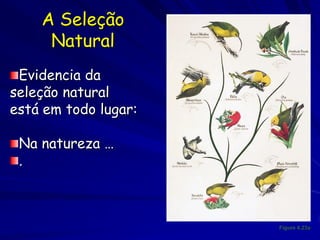 Evolução Biológica
É um via única
  – uma vez extinta, a espécie não existe mais.
 