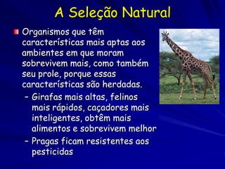 Resistência aos antibióticos

As bactérias evoluíram genes de resistência aos antibióticos
                       nos plasmids
 