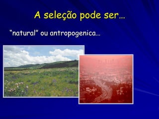 Os genótipos que melhor se adaptam as
pressões seletivas deixam mais proles

Premissa 3 resulta nos conceitos de
  adaptação e aptidão
 