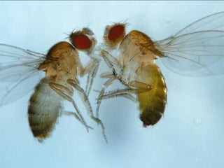 O que introduz variabilidade nos
  genótipos nas bactérias?
  Mutações
  Plasmideos
  Transformação        Transferência
                        horizontal de
  Transducção          genes
  Conjugação
… podem introduzir variabilidade
   genética em populações de bactérias
 