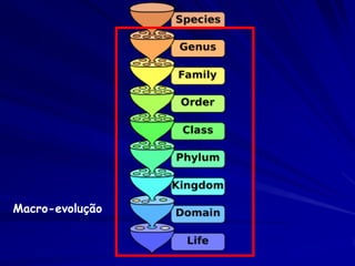 Mutação Genética
mutação ocorre pela alteração do
DNA
–   “errores” na reprodução durante a
    divisão celular
–   Disfunção pela radiação de alta
    energia (raios X, raios gama) ou
    partículas (raios cósmicos),
    –   ou por químicos tóxicos
Mutação causa mudanças para o pior
ou para o melhor
–   pode terminar na especiação (ou
    extinção)
 