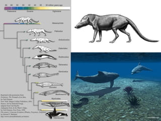 Cortes Temporais
                                          Todas as posições têm
                                          um ancestral comum de
                                          uma seqüência



                                          Todas as posições tem
                                          ancestrais comuns
Tempo




            1 2   1 2   1 2   1 2   1 2

                                                      População

        1                     N
 