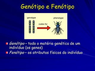 Os genótipos repassam a variabilidade
          por via da reprodução

Nos organismos que reproduzem
  sexualmente (Muitas espécies de algas,
  zoopláncton, fungos, insetos,
  vertebrados, e protozoários), a
  recombinação ocorre com a reprodução
  (a matéria genética e misturada a cada
  geração). Isso significa que alelos
  novos que aparecem por meio das
  mutações são colocadas imediatamente
  numa diversidade de ambientes
  genéticos
 