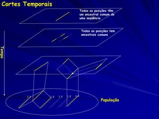 Fatores da erosão da variação
          genética
A seleção natural direcional estabilizante
Perda aleatória de alelos, aumenta em populações
menores
 – Efeito do fundador--> gargalho genético (uma ou
   poucas gerações)
 – Deriva genética, em várias gerações, leva a perda ou
   fixação aleatória de alelos porque alguns indivíduos
   não cruzam, alguns alelos não compõem gametas de
   sucesso
Endogamia = cruzamento entre indivíduos com parentesco
genético
 